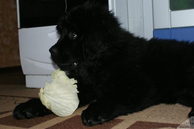 Фотография № 40971