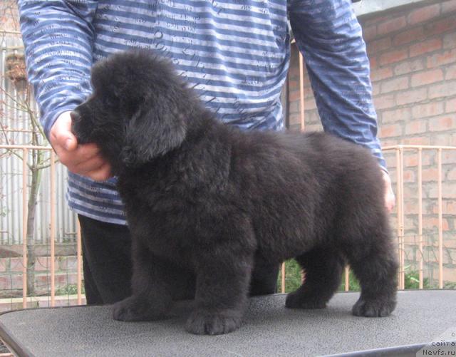 Фото: ньюфаундленд Разгуляй с Берега Дона (Razguljaj s Berega Dona)