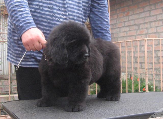 Фото: ньюфаундленд Разгуляй с Берега Дона (Razguljaj s Berega Dona)