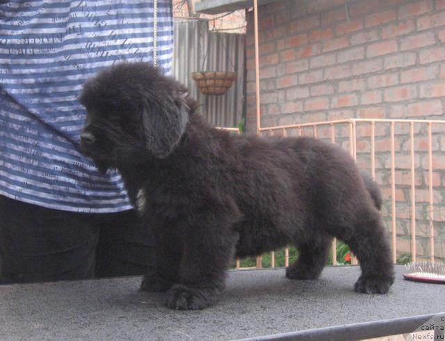 Фото: ньюфаундленд Радосвет с Берега Дона (Radosvet s Berega Dona)