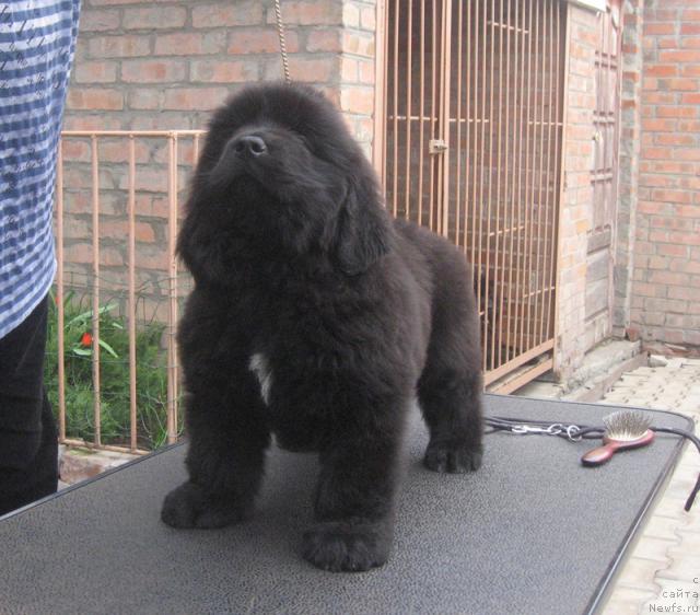 Фото: ньюфаундленд Радосвет с Берега Дона (Radosvet s Berega Dona)