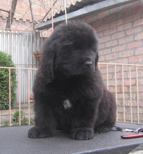 Фото: ньюфаундленд Радосвет с Берега Дона (Radosvet s Berega Dona)