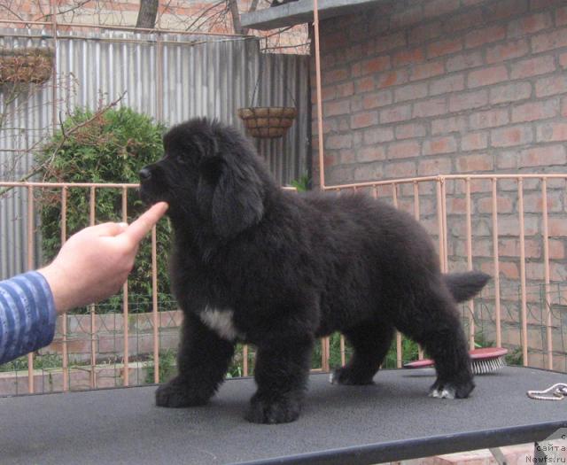 Фото: ньюфаундленд Родная Душа с Берега Дона (Rodnaja Dusha s Berega Dona)