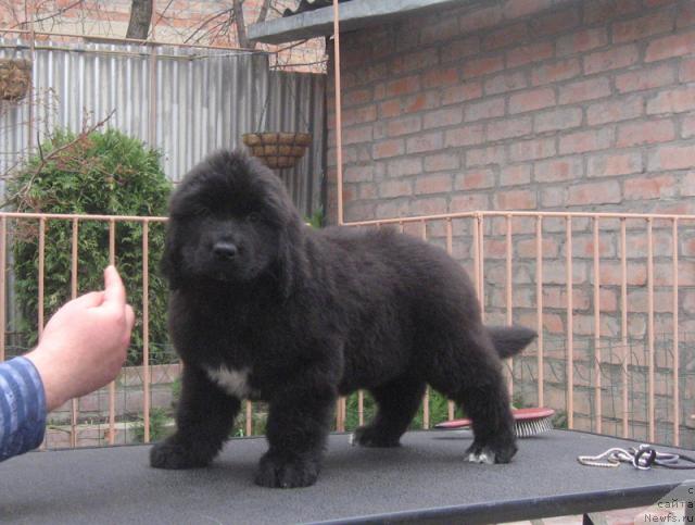 Фото: ньюфаундленд Родная Душа с Берега Дона (Rodnaja Dusha s Berega Dona)