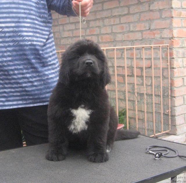 Фото: ньюфаундленд Родная Душа с Берега Дона (Rodnaja Dusha s Berega Dona)