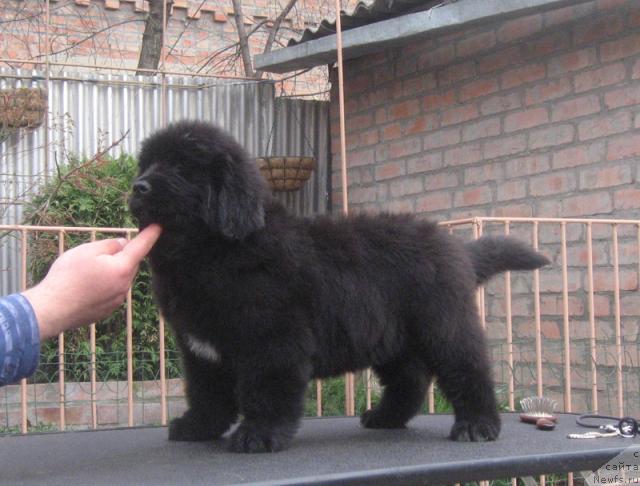 Фото: ньюфаундленд Россиянка с Берега Дона (Rossijanka s Berega Dona)