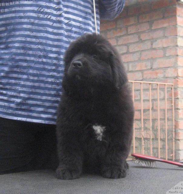 Фото: ньюфаундленд Россиянка с Берега Дона (Rossijanka s Berega Dona)