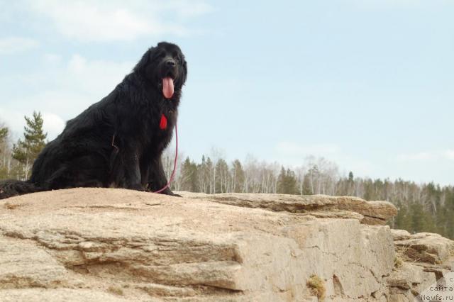 Фото: ньюфаундленд Рыцарь Благородный от Марлеон Дусвик