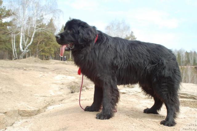 Фото: ньюфаундленд Рыцарь Благородный от Марлеон Дусвик