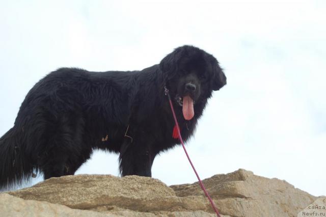 Фото: ньюфаундленд Рыцарь Благородный от Марлеон Дусвик