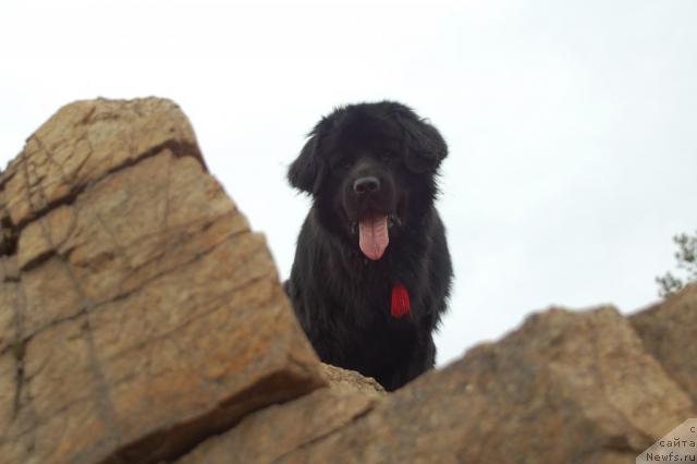 Фото: ньюфаундленд Рыцарь Благородный от Марлеон Дусвик