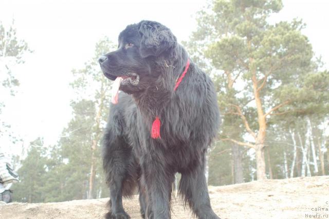 Фото: ньюфаундленд Рыцарь Благородный от Марлеон Дусвик