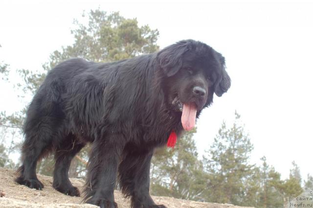 Фото: ньюфаундленд Рыцарь Благородный от Марлеон Дусвик