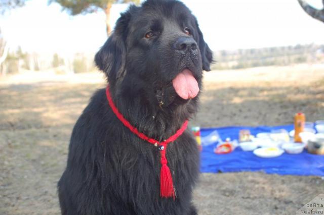 Фото: ньюфаундленд Рыцарь Благородный от Марлеон Дусвик