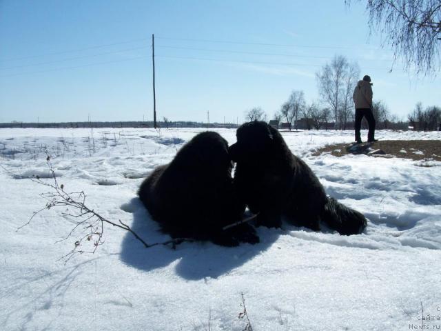 Фото: ньюфаундленд Ярада из Сибирской Глубинки (Yarada iz Sibirskoy Glubinki)