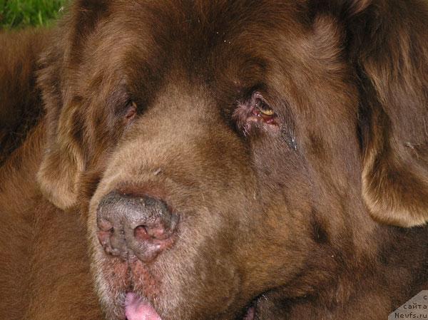 Фото: ньюфаундленд Смигар Свен Браун (Smigar Sven Brown)