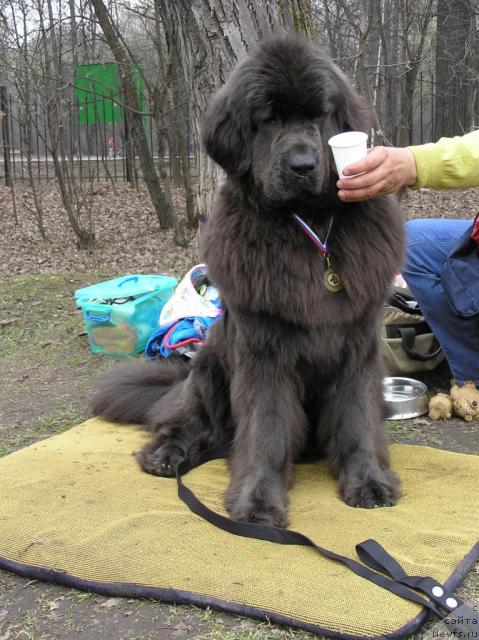 Фото: ньюфаундленд Дюрбахлер Клаб Альфаретта Виньетта