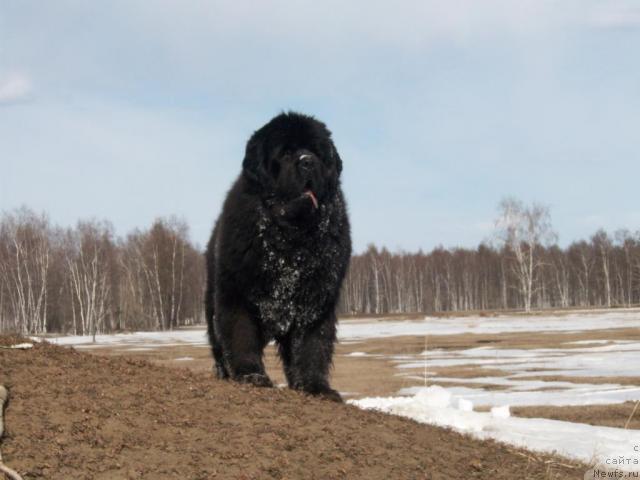 Фото: ньюфаундленд Карат из Медвежьего Яра (Karat iz Medvejyego Yara)