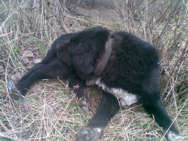 Фотография № 41020