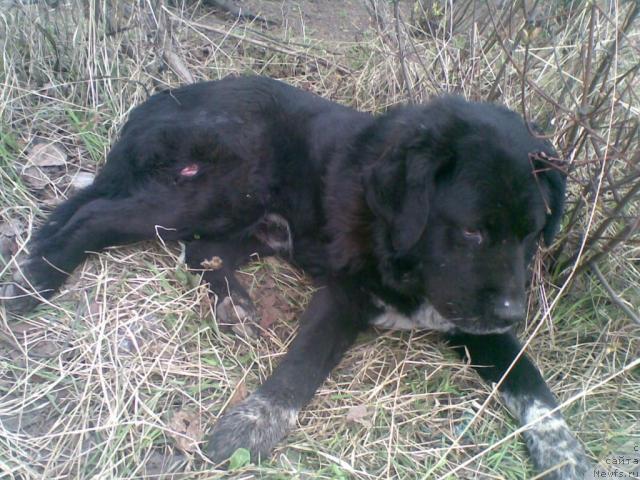 Фотография № 41021