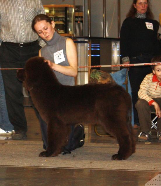 Фото: ньюфаундленд Черный Шарм Ангельская Красота (Chernyi Sharm Angel'skaya Krasota), Татьяна Розанова
