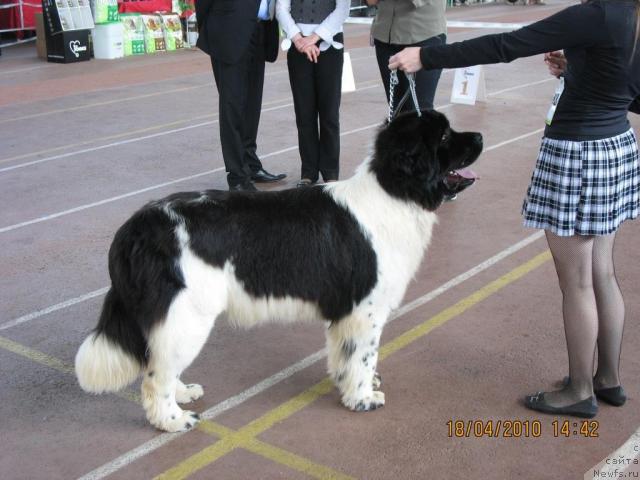 Фото: ньюфаундленд Находка Для Души с Берега Дона (Nahodka Dlya Dushi s Berega Dona)