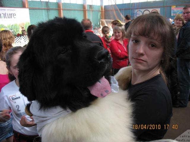 Фото: ньюфаундленд Находка Для Души с Берега Дона (Nahodka Dlya Dushi s Berega Dona)