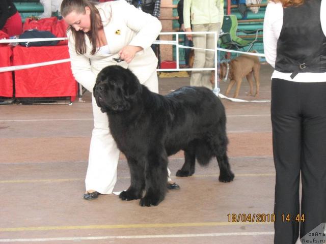 Фото: ньюфаундленд Пчёлкин Дом Вениамин (Pchiolkin Dom Veniamin)