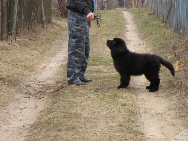 Фото: ньюфаундленд Уютная Долина Андрос Гриф