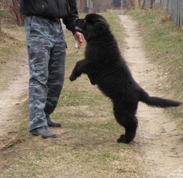 Фото: ньюфаундленд Уютная Долина Андрос Гриф