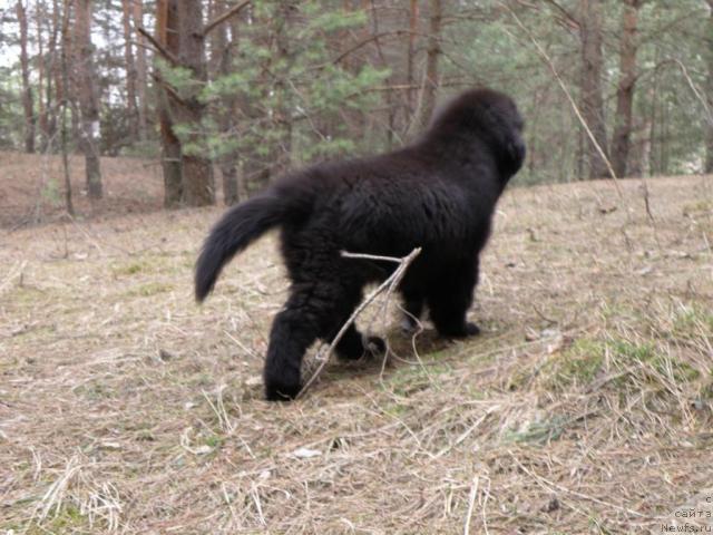 Фото: ньюфаундленд Уютная Долина Андрос Гриф