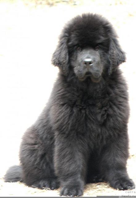 Фото: ньюфаундленд Уютная Долина Андрос Гриф