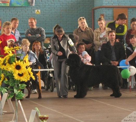 Фото: ньюфаундленд Князь Додон с Берега Дона (Knyaz Dodon s Berega Dona)