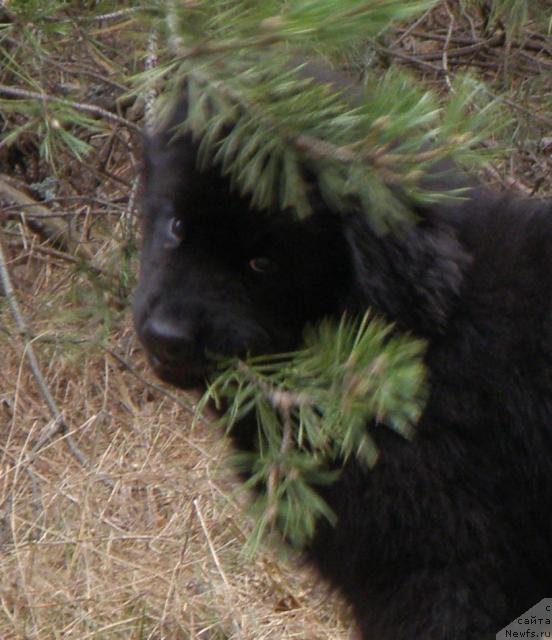 Фото: ньюфаундленд Уютная Долина Андрос Гриф