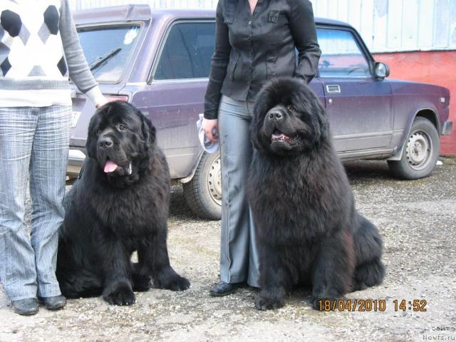 Фото: ньюфаундленд Пчёлкин Дом Вениамин (Pchiolkin Dom Veniamin), ньюфаундленд Князь Додон с Берега Дона (Knyaz Dodon s Berega Dona)