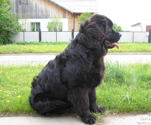 Фото: ньюфаундленд Клиффорд из Тихого Омута
