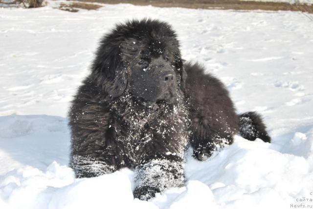 Фото: ньюфаундленд Акватория Келвин Куинджи