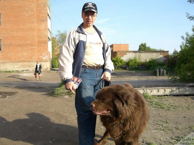 Фото: Виктор Чернышев, ньюфаундленд Балу Браун