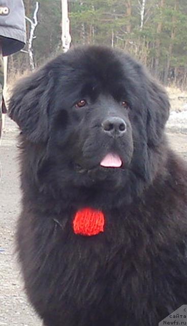 Фото: ньюфаундленд Их Высочество Баттерфляй Блэк Омелия