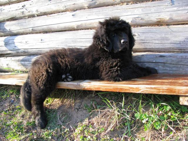 Фотография № 41088