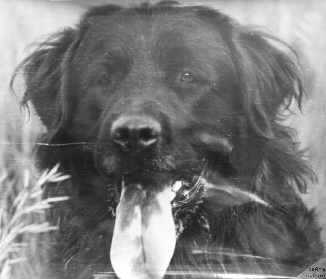 Фото: ньюфаундленд Оста