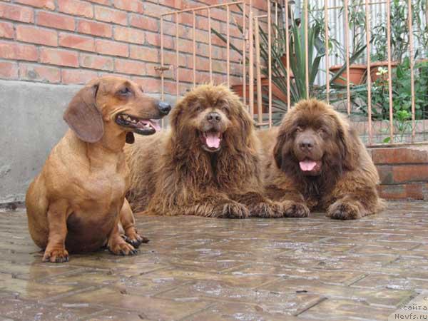 Фото: ньюфаундленд Фронсия с Берега Дона (Froncia s Berega Dona), ньюфаундленд Ёка Она с Берега Дона (Joka Ona s Berega Dona)