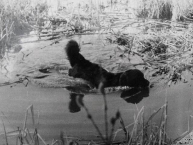 Фото: ньюфаундленд Оста