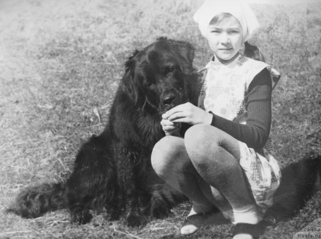 Фото: ньюфаундленд Оста