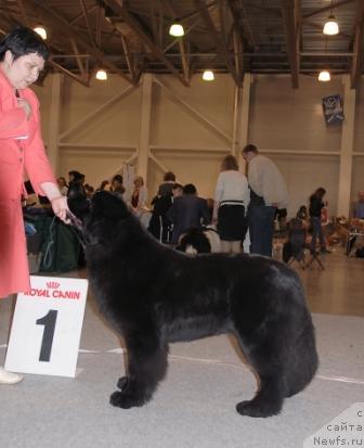Фото: ньюфаундленд Акватория Келвин Импресса (Aquatoriya Kelvin Impressa)