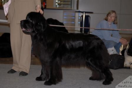 Фото: ньюфаундленд Black Blues iz Volotova