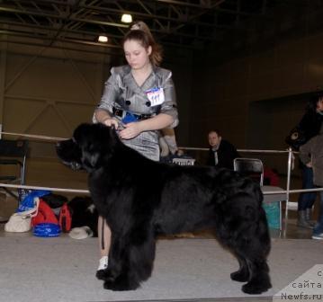 Фото: ньюфаундленд Skippers Secret Agent For Donat's Pride