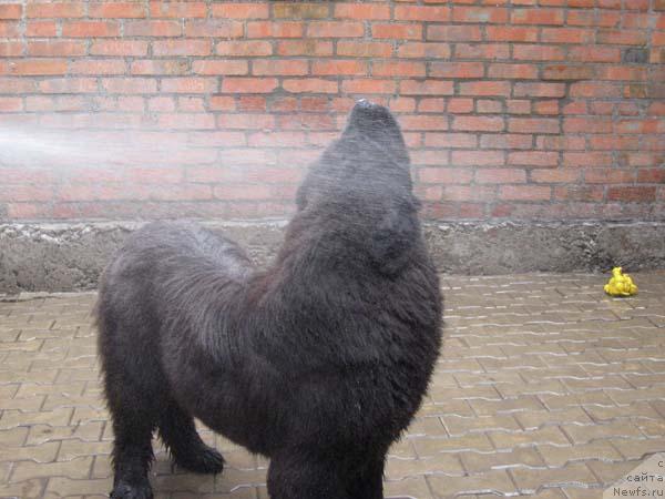 Фото: ньюфаундленд Жемчужина Ростова с Берега Дона (Zhemchuzhina Rostova s Berega Dona)