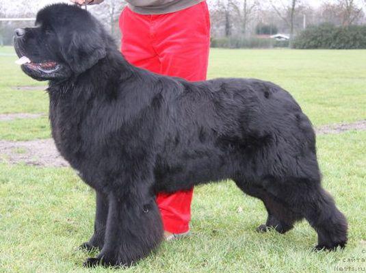 Фото: ньюфаундленд Cannon Bear's One of Those Days