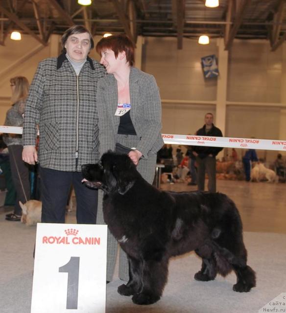 Фото: ньюфаундленд Топтыжка Сияние от Айсберга